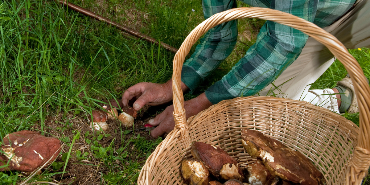 SOLD OUT! Food Tour: Mushroom Forage Walk